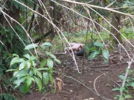 Farm/Agriculture for Sale St. Thomas, Port Morant