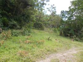 Farm/Agriculture for Sale St. Thomas, Port Morant