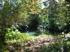 Farm/Agriculture for Sale St. Thomas, Port Morant