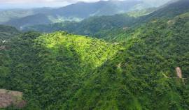 Farm/Agriculture for Sale Portland, Shirley Castle