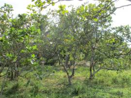 Development Land (Residential) for Sale St. Mary, 