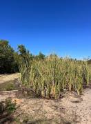 Development Land (Residential) for Sale Westmorela