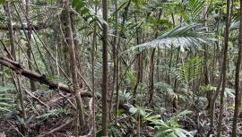 Development Land (Residential) for Sale Portland, 