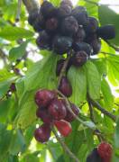 House for Sale St. Ann, Ocho Rios