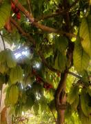 House for Sale St. Ann, Ocho Rios