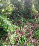 Development Land (Residential) for Sale Portland, 
