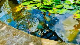 House for Sale St. James, Hopeton