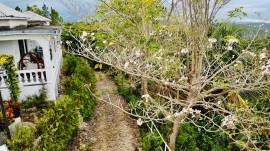 House for Sale St. James, Hopeton