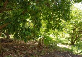 House for Sale St. Ann, Mammee Bay