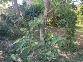 House for Sale St. Ann, Runaway Bay