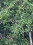 House for Sale St. Mary, Port Maria