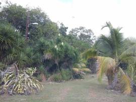 House for Sale St. Elizabeth, Black River