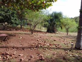 House for Sale St. Elizabeth, Black River