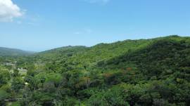 Farm/Agriculture for Sale Westmoreland, Bluefields