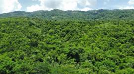 Farm/Agriculture for Sale Westmoreland, Bluefields