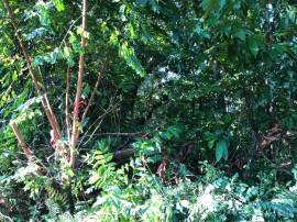 Development Land (Residential) for Sale Portland, 