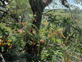 House for Sale Hanover, Green Island