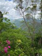 House for Sale Kingston & St. Andrew, Irish Town P