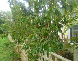 House for Rent Trelawny, HOLLAND ESTATE