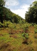 Residential Lot for Rent Trelawny, Clarks Town