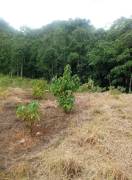 Residential Lot for Rent Trelawny, Clarks Town
