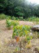Residential Lot for Rent Trelawny, Clarks Town