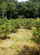 Residential Lot for Rent Trelawny, Clarks Town