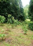 Residential Lot for Rent Trelawny, Clarks Town