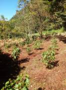 Residential Lot for Rent Trelawny, Clarks Town