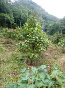 Residential Lot for Rent Trelawny, Clarks Town