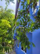 House for Rent St. Catherine, Keystone