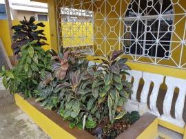 Apartment for Rent St. James, Montego Bay